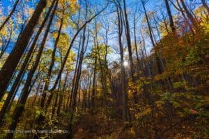 Appalachian Trail in Towns County