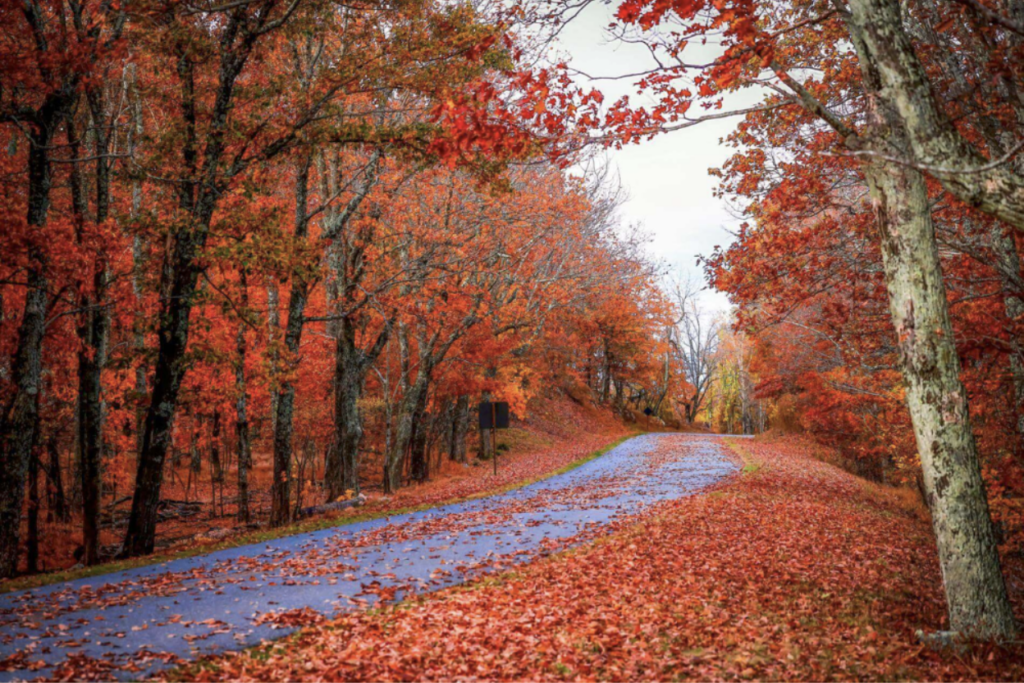 Best Fall Foliage Hikes and Nature Walks in Towns County